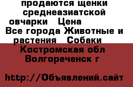 продаются щенки среднеазиатской овчарки › Цена ­ 30 000 - Все города Животные и растения » Собаки   . Костромская обл.,Волгореченск г.